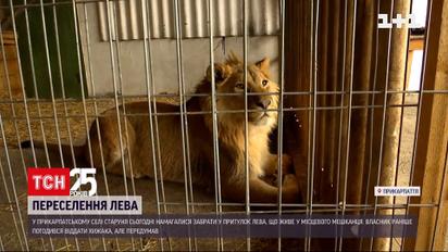 Из села на Прикарпатье пытаются вывезти льва, которого держит местный житель | Новости Украины