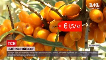 Новини України: що можна приготувати з обліпихи та як вона допоможе зберегти молодість шкіри 