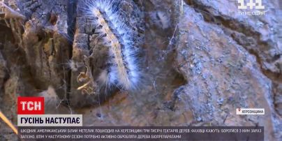 Новини України: Херсонську область атакує гусінь американського білого метелика