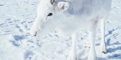 Белее снега. В Норвегии застали уникального оленя