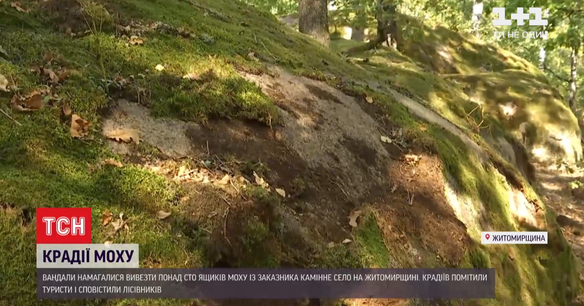 У Житомирській області вандали намагалися вивезти із заказника сто ящиків моху