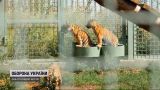 Полосатый дебют: в Киевской области показали трех рожденных тигрят
