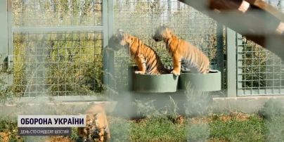 Полосатый дебют: в Киевской области показали трех рожденных тигрят