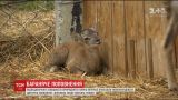 В Галицком природном парке впервые показали новорожденного муфлончика