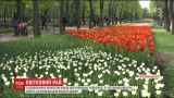 В Кропивницком расцвели более двух миллионов тюльпанов