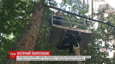 6 діб на дереві: кішку ледь зняли з височенної смереки