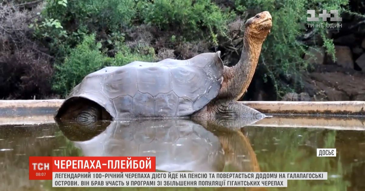 Легендарный 100-летний черепаха Диего возвращается в дикую природу на Галапагосские острова