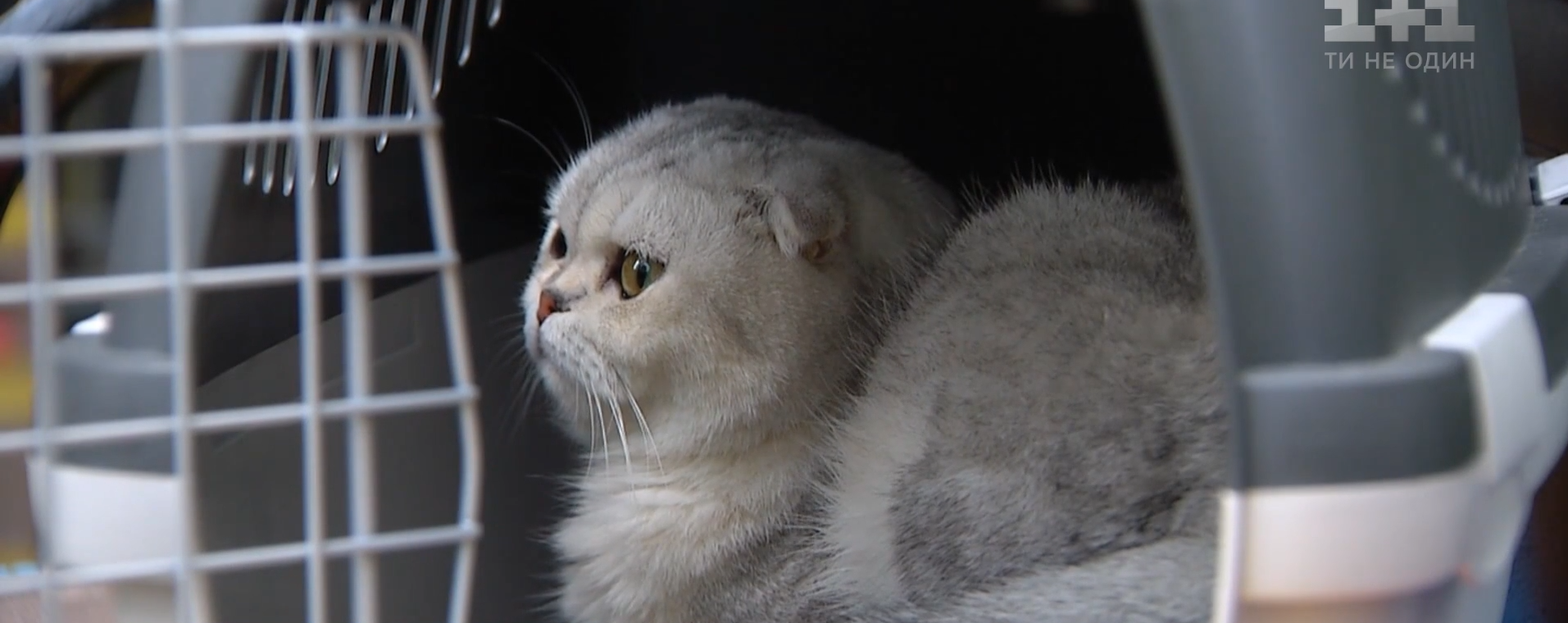 Четыре кошки пережили обвал после взрыва дома на столичных Позняках: истории спасения из-под руин
