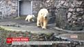 Маленький белый медвежонок впервые вышел из вольера на улицу в Николаевском зоопарке