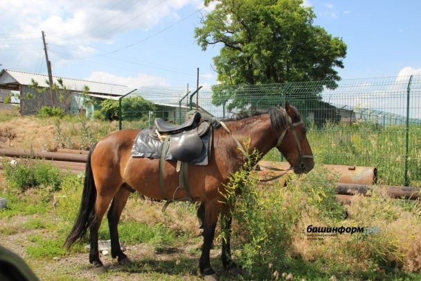 Кінь окупантів, який притягли аж із Башкирії / © 