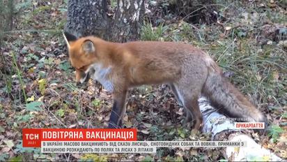 Лисиць, єнотовидних собак і вовків у всій Україні масово вакцинують від сказу
