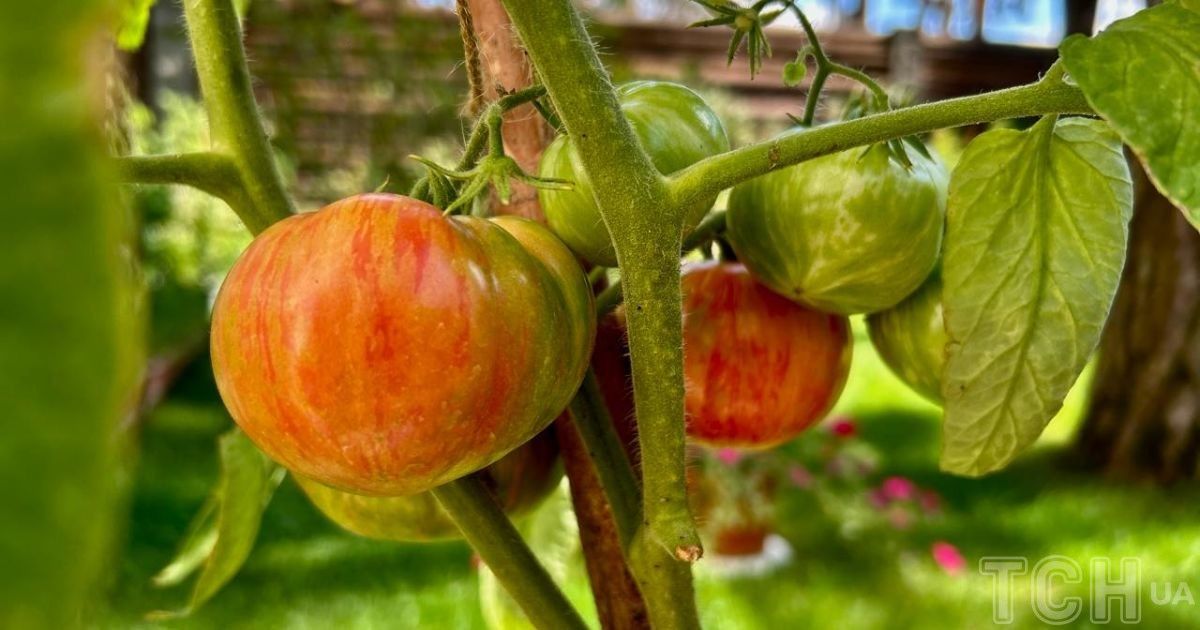 Чим корисна англійська сіль для ваших помідорів