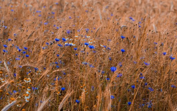 Народні прикмети 13 серпня / © Unsplash