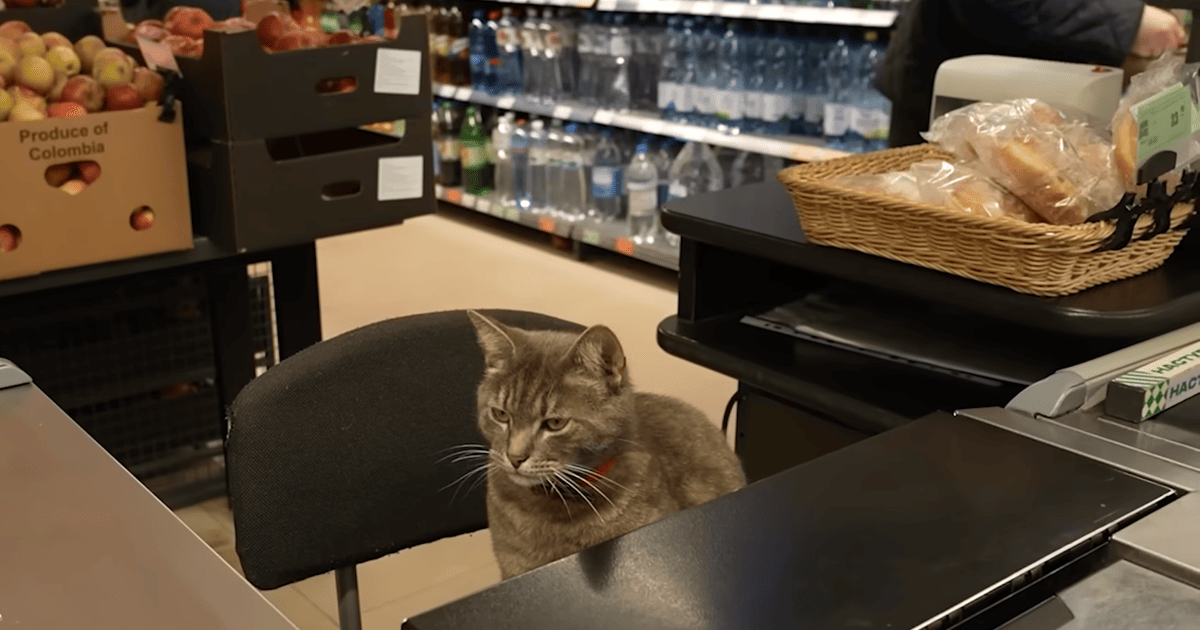 У Кропивницькому працює кіт-касир