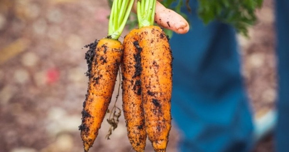 Як сіяти моркву, щоб не проріджувати