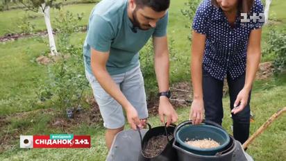 Як правильно посадити та обрізати кущі лохини – Сніданок на дачі