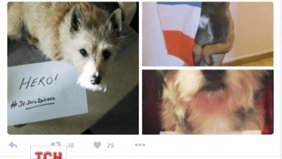 Чотирилапі з усього світу беруть участь у флешмобі на честь поліційної вівчарка Дизель