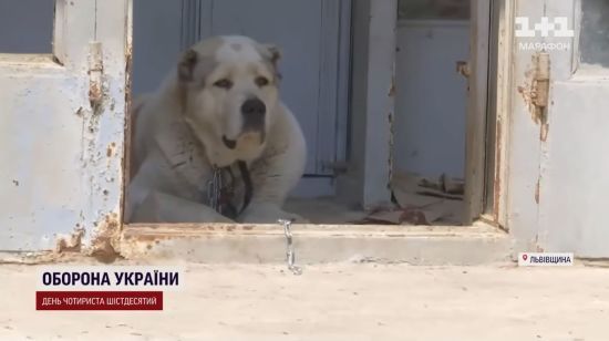 Неконтролируемые алабаи на Львовщине загрызли уже несколько собак, но, несмотря на постановление, их не забирают у владельца