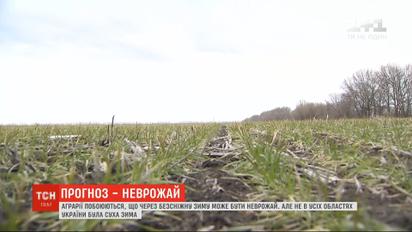 Аграрії побоюються, що через безсніжну зиму в Україні може бути неврожай