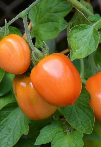 Підживлення томатів і огірків