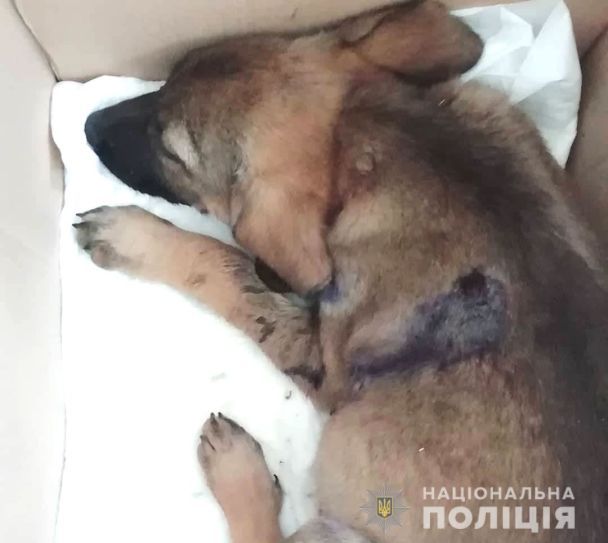  / © Національна поліція Рівненської області
