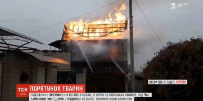 Живые и невредимые: в Херсоне пожарные спасли животных из горящего дома