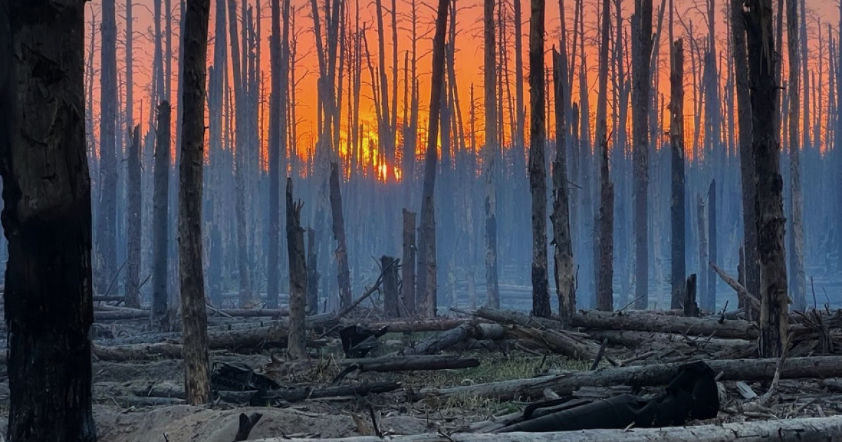 Серебрянский лес в Луганской области
