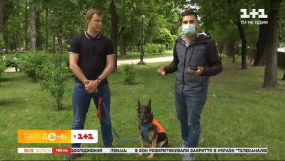 Що провокує собак нападати та як захиститися від їхньої агресії