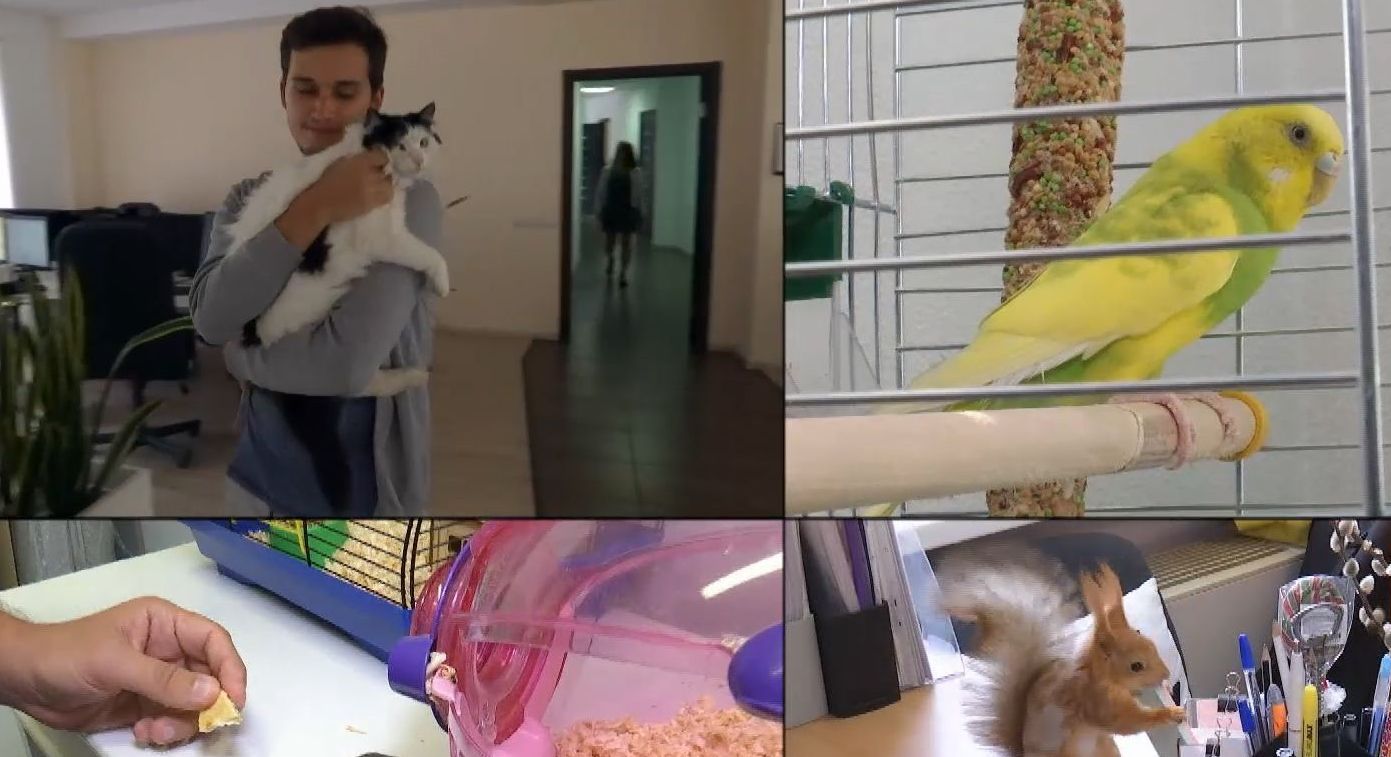 Коты, попугайчики и хомячки: в офисах Украине все чаще появляются животные