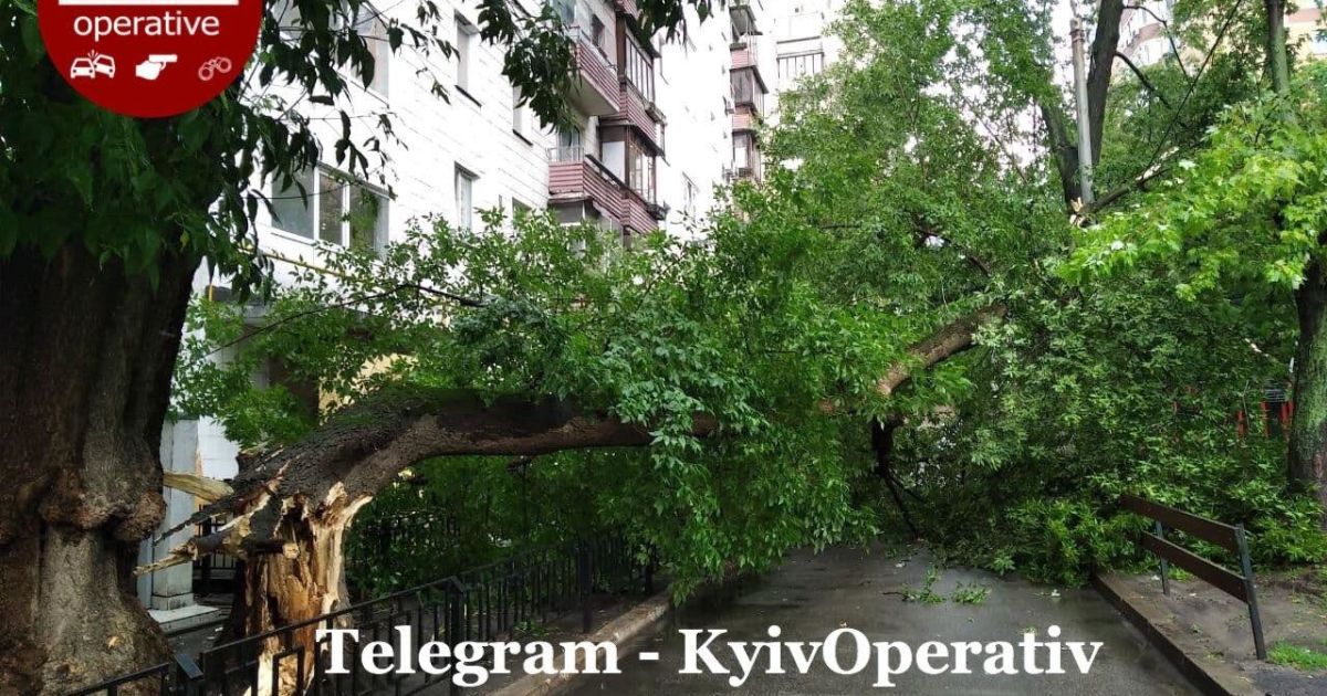 впало дерево / © Київ Оперативний
