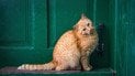 Прибился кот в дом