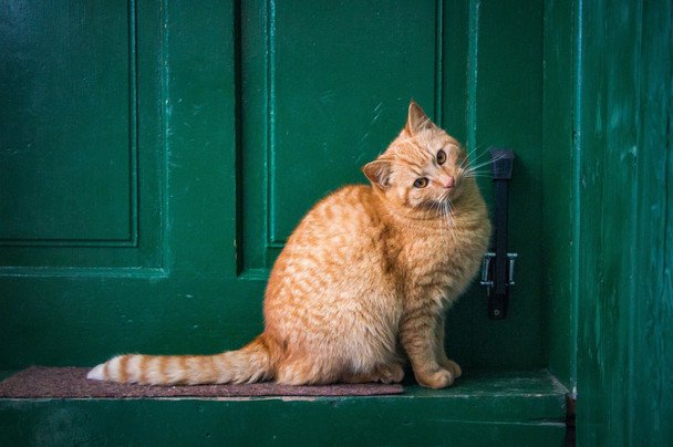 Чужой кот пришел к дому — это не случайность, говорят народные приметы