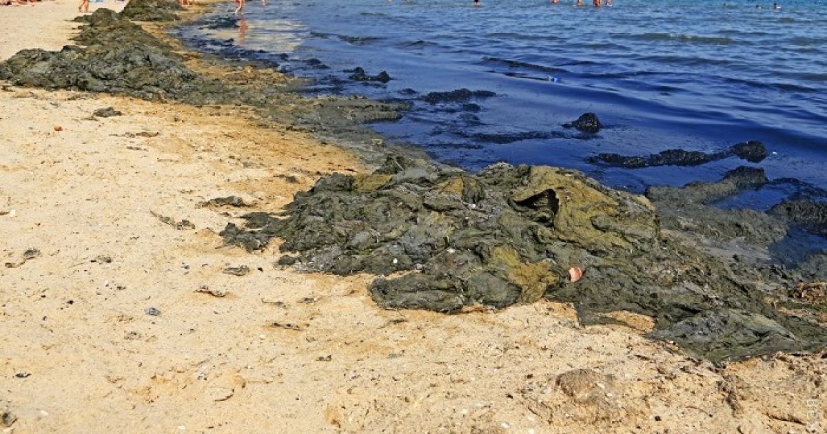 Вонь и кучи гнилых водорослей. На Одесчине пляж превратился в болото