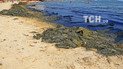 Вонь и кучи гнилых водорослей. На Одесчине пляж превратился в болото