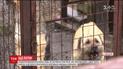 Врачи борются за жизнь 71-летней пенсионерки, которую едва ли не загрызли три алабая
