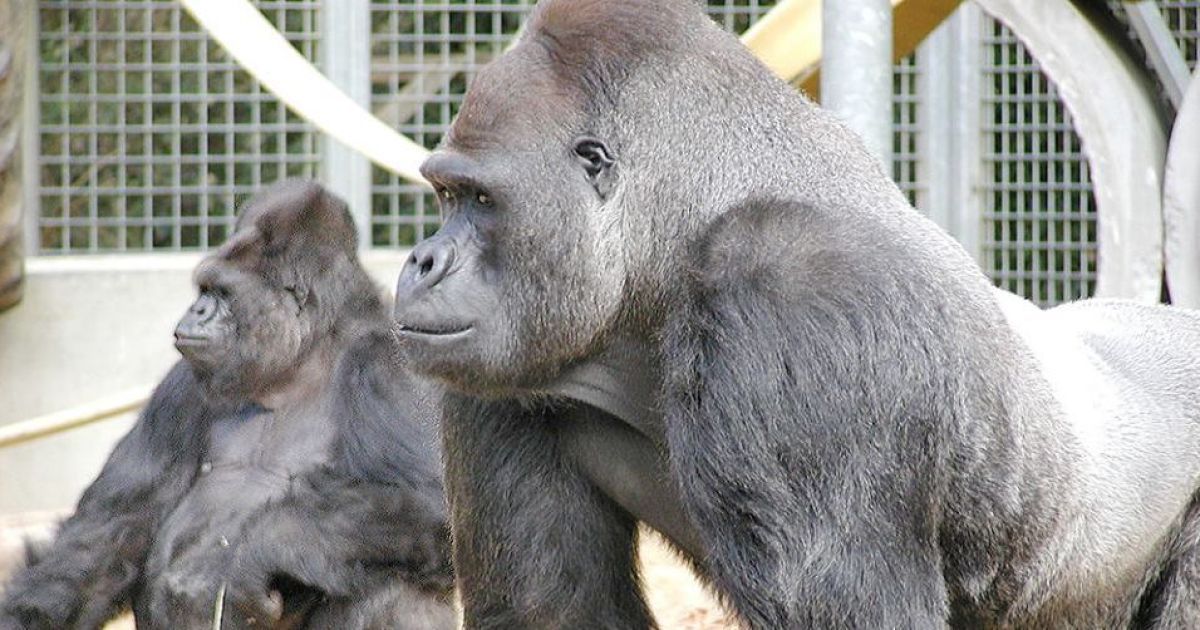 коко / © facebook.com/Koko-The-Gorilla-Foundation
