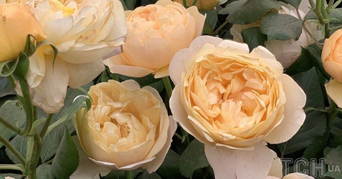 Гороскоп 20-26 травня 2024 року