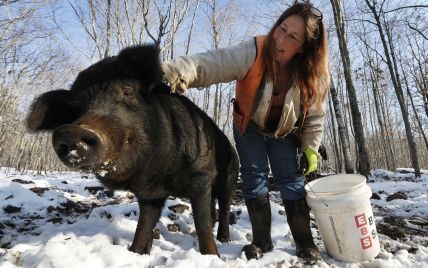 У США дикі свині загризли насмерть жінку, яка прямувала на роботу
