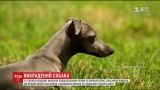 В Киеве неизвестные похитили дорогой внедорожник вместе с больной собакой