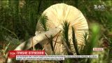 Шесть человек попали в реанимацию из-за отравления грибами