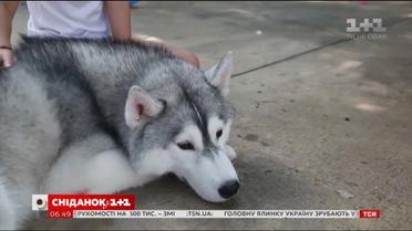 В Бангкоке работает кафе с хаски