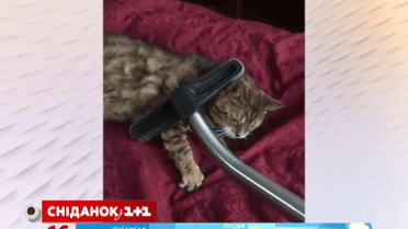 Сеть покорил кот, который в восторге от пылесоса