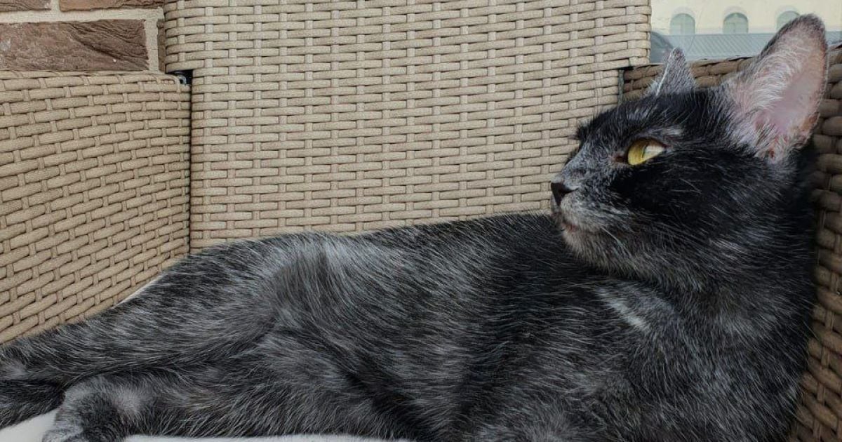 Нова порода кішок Трансильванська Фото: Romania TV