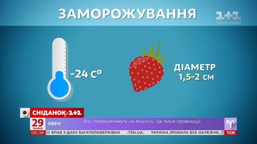 Як зробити запаси полуниці на зиму