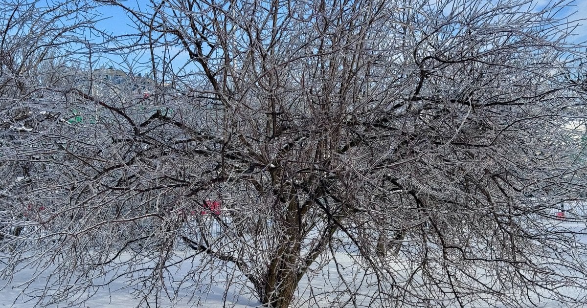 Дерево на фоне зимнего пейзажа