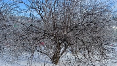 Дерево на фоне зимнего пейзажа