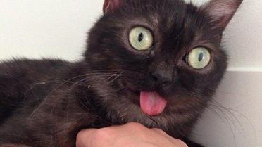 Странный кот-&laquo;хипстер&raquo; взорвал Сеть / © dailymail.co.uk