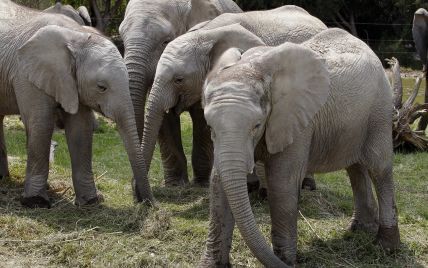 Африканские слоны находятся на грани исчезновения