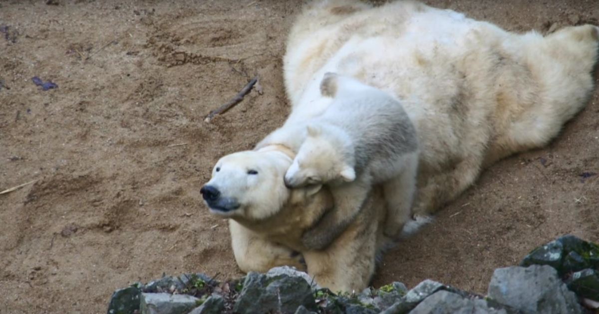 Пользователей Сети рассмешил детеныш белой медведицы, который играет с мамой