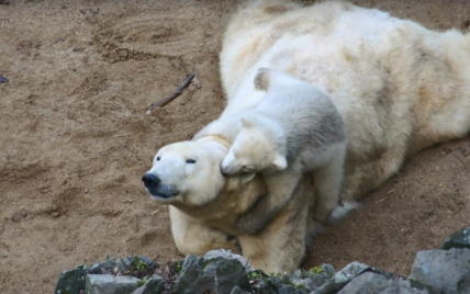 Пользователей Сети рассмешил детеныш белой медведицы, который играет с мамой